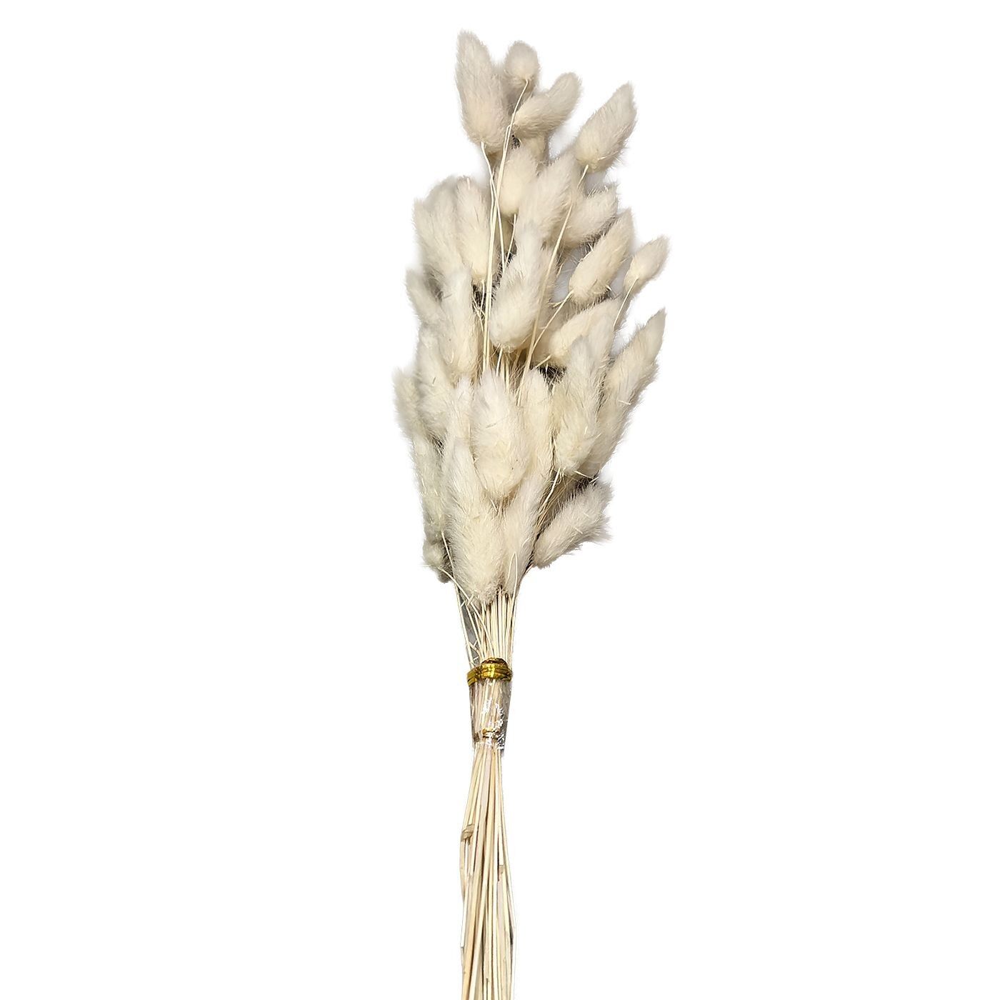 22-3108 Zitaget Photo of Μπουκέτο Αποξηραμένα Bunny Tails 25 Κλαδιά Μπεζ ~60cm Homie 423128