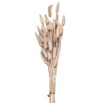 Zitaget Photo of Μπουκέτο Αποξηραμένα Bunny Tails 25 Κλαδιά ροζ 60cm Homie 423129