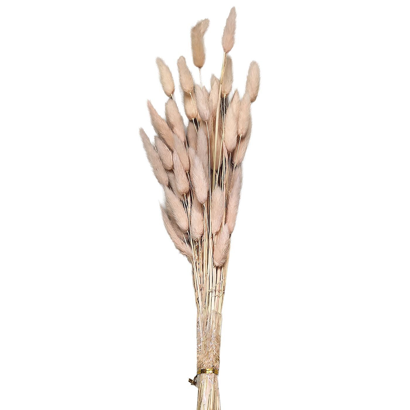 22-3109 Zitaget Photo of Μπουκέτο Αποξηραμένα Bunny Tails 25 Κλαδιά ροζ 60cm Homie 423129